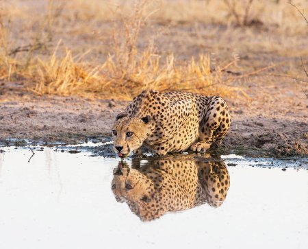 Téléchargez les photos : Léopard à la nature sauvage, vue de jour - en image libre de droit