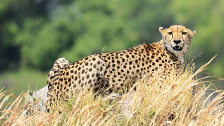 Foto de Leopardo en la naturaleza salvaje, vista diurna - Imagen libre de derechos