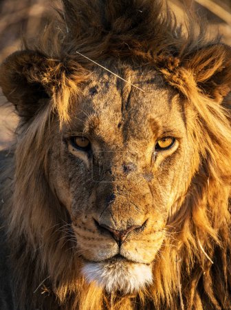 Foto de Hermoso león majestuoso en la vida silvestre - Imagen libre de derechos