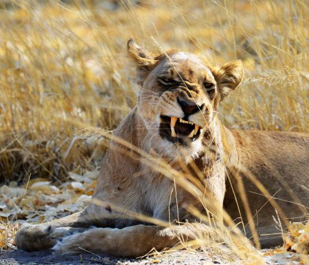 Téléchargez les photos : Lion à la nature sauvage. Panthera leo. Vue de jour - en image libre de droit