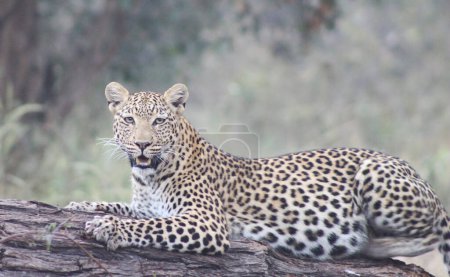 Photo for Leopard at wild nature, daytime view - Royalty Free Image