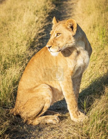 Photo for Lion at wild nature. Panthera leo. Daytime view - Royalty Free Image