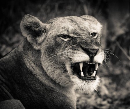 Foto de León en la naturaleza salvaje. Panthera leo. Vista diurna - Imagen libre de derechos