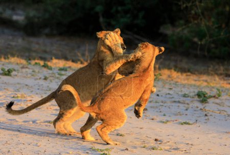 Foto de Dos cachorros de león en la sabana - Imagen libre de derechos