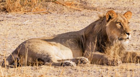 Photo for Lion at wild nature. Panthera leo. Daytime view - Royalty Free Image