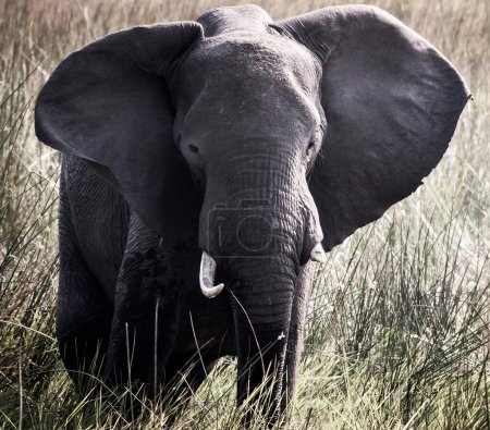 Téléchargez les photos : Éléphant d'Afrique dans la faune, Loxodonta africana - en image libre de droit