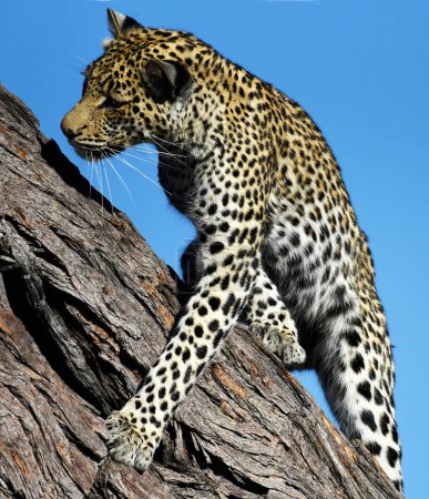 Foto de Leopardo en la naturaleza salvaje, vista diurna - Imagen libre de derechos