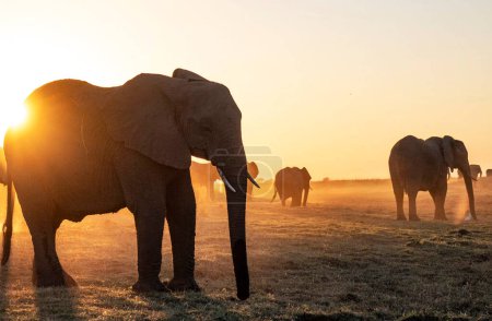 Foto de Elefantes en la naturaleza salvaje, vista diurna - Imagen libre de derechos