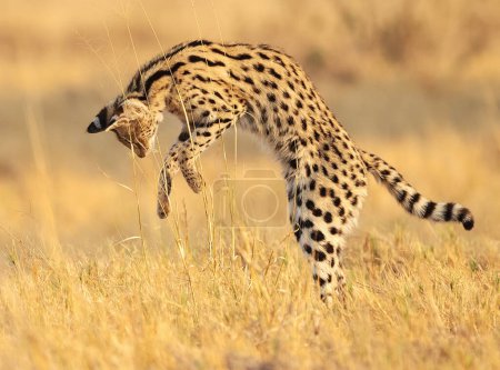 Foto de Caza de guepardos en la naturaleza en el fondo - Imagen libre de derechos