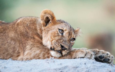 Foto de León en la naturaleza salvaje. Panthera leo. Vista diurna - Imagen libre de derechos