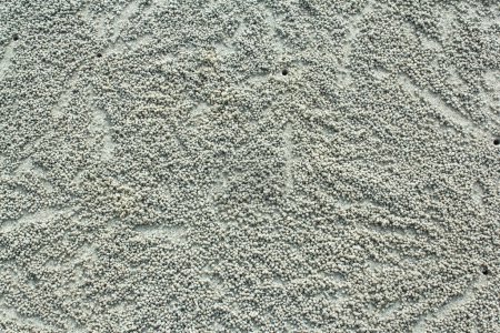 Téléchargez les photos : Crabe faisant des boules de sable sur la plage - en image libre de droit
