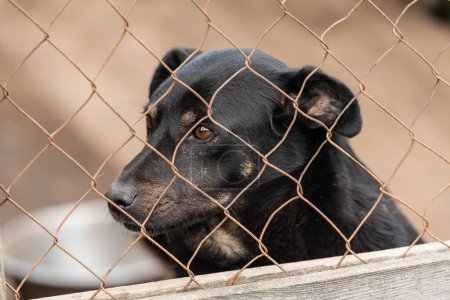 Foto de Perro sin hogar en un refugio para perros - Imagen libre de derechos