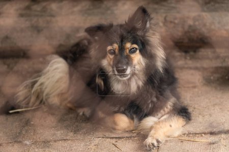 Téléchargez les photos : Chien sans abri dans un refuge pour chiens - en image libre de droit