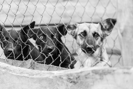 Foto de Foto en blanco y negro de perros - Imagen libre de derechos