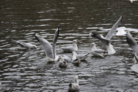 Téléchargez les photos : Mouettes rieuses nageant sur un lac mangeant du pain - en image libre de droit