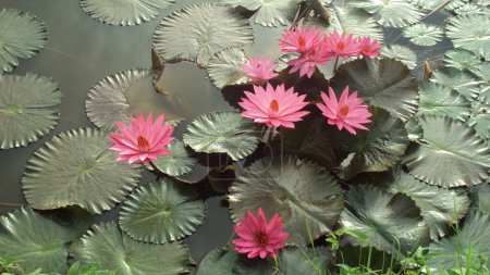 Téléchargez les photos : Belle fleur de lotus rose dans l'étang - en image libre de droit