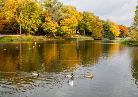 Téléchargez les photos : "canards et mouettes nagent dans l'étang" - en image libre de droit
