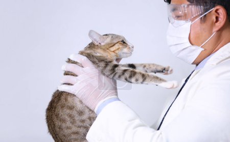 Téléchargez les photos : Médecin tenant le chat et injecter le vaccin chez le chat - en image libre de droit