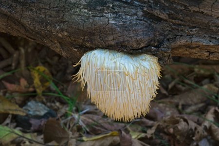 Photo for Lion's mane mushroom close-up view - Royalty Free Image