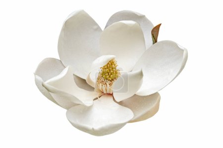 Southern magnolia flower background view 