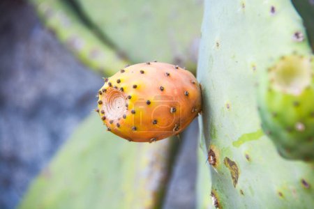 Foto de Cactus verdes en la naturaleza salvaje, vista diurna - Imagen libre de derechos