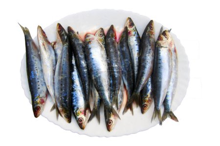 Photo for Fresh sardines fish on the white plate, isolated - Royalty Free Image