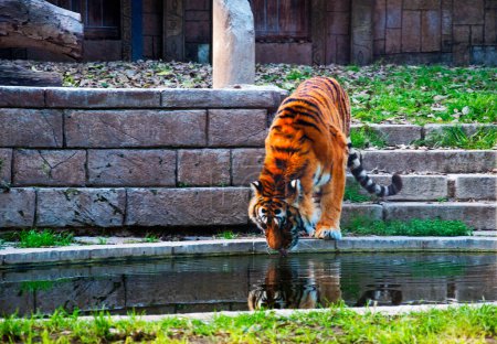 Foto de Gran tigre cerca de la pared y el estanque, otoño - Imagen libre de derechos