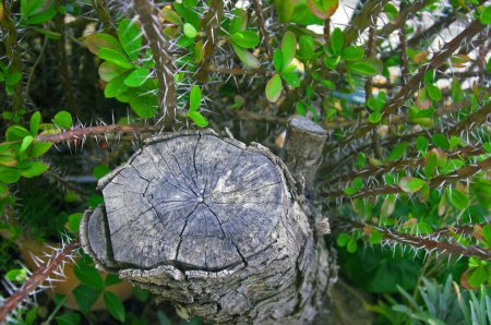 Téléchargez les photos : "tronc d'arbre sec entouré d'euphorbe, macro" - en image libre de droit
