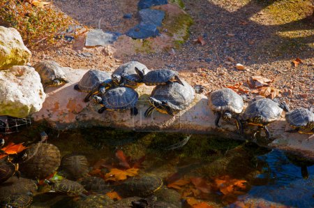 Téléchargez les photos : Tortues noires ayant soleil au bord de l'eau d'un petit étang - en image libre de droit