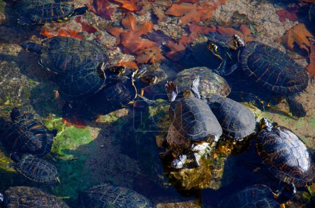 Photo for Black turtles having sun in the small pond - Royalty Free Image