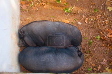 Téléchargez les photos : Deux cochons noirs couchant ensemble - en image libre de droit