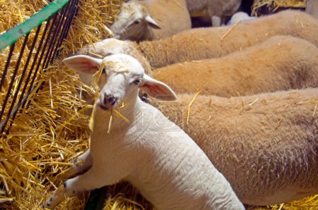 Téléchargez les photos : Moutons blancs mangeant du foin, journée ensoleillée, ferme - en image libre de droit