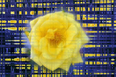 Téléchargez les photos : Grande rose jaune avec effet glitch - en image libre de droit