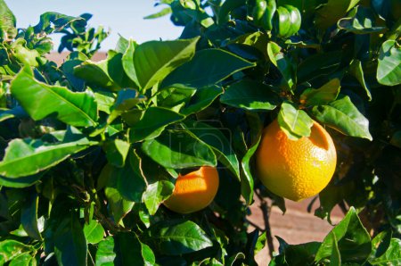 Téléchargez les photos : Deux fruits orange ensoleillés sur l'arbre, journée d'automne ensoleillée - en image libre de droit