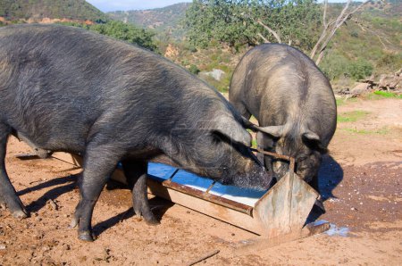 Foto de Dos cerdos domésticos grandes y oscuros que comen leche del comedero. Día soleado en Sevilla, España - Imagen libre de derechos