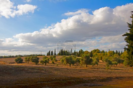 Téléchargez les photos : Grand champ brun avec pins et cyprès. Parc national de la ville romaine Italica à Séville, Espagne - en image libre de droit