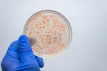 Téléchargez les photos : "Scientifique étudiant le microbiote des intestins." - en image libre de droit