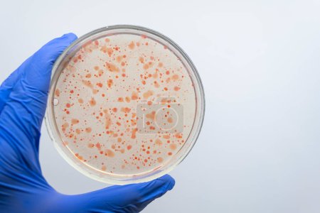 Téléchargez les photos : "Main de scientifique tenant une boîte de Pétri avec des colonies de bactéries rouges." - en image libre de droit