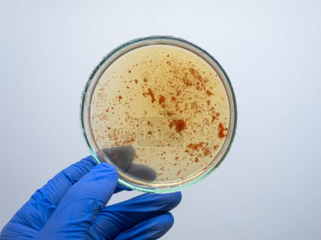 Foto de El científico analiza las colonias rojas de bacterias. - Imagen libre de derechos
