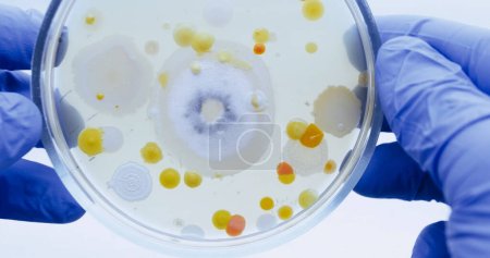 Photo for Bacteria on a petri dish held by a scientist in blue gloves. - Royalty Free Image