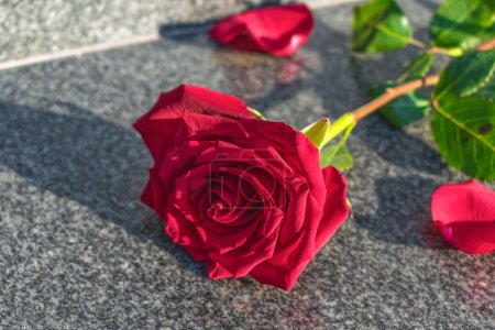 Photo for Red rose lies on the granite floor on a sunny day - Royalty Free Image