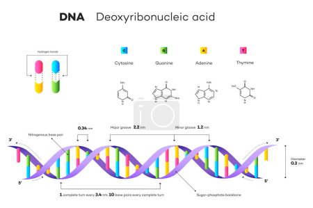 Téléchargez les photos : Structure moléculaire de l'ADN. Illustration pédagogique infographique - en image libre de droit