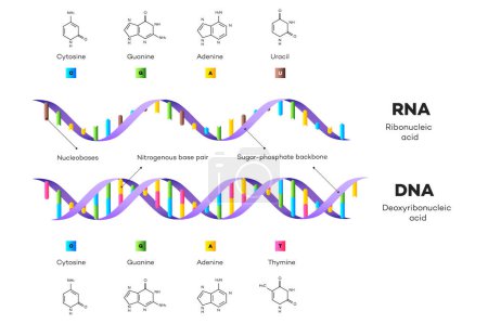 Téléchargez les photos : Structure moléculaire de l'ADN et de l'ARN. Illustration pédagogique infographique - en image libre de droit