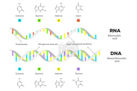 Foto de Estructura molecular del ADN y ARN. Infografía Ilustración educativa - Imagen libre de derechos