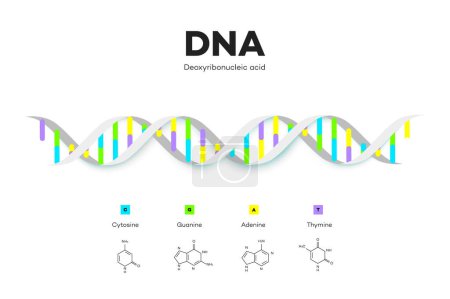Photo for Molecular Structure Of DNA. Infographic Educational Illustration - Royalty Free Image