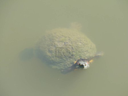 Téléchargez les photos : Vue détaillée de la tortue dans l'eau verte de la rivière - en image libre de droit