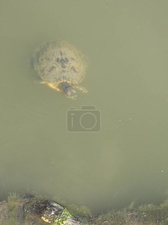 Téléchargez les photos : Gros plan de tortue dans les eaux vertes de la rivière - en image libre de droit