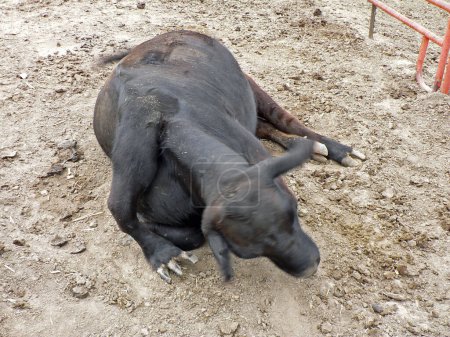 Foto de Vacas mutantes con patas extra - Imagen libre de derechos