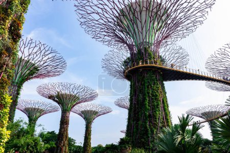 Téléchargez les photos : "supertree gardens by the bay singapore, Singapour, 12 oct. 2018" - en image libre de droit
