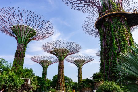 Téléchargez les photos : "supertree gardens by the bay singapore, Singapour, 12 oct. 2018" - en image libre de droit